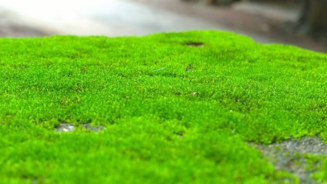 Фото - Ученые обнаружили, что зеленый мох может быть полезен для здоровья